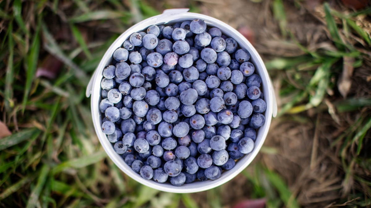 Blueberry harvest now in full swing after slow start